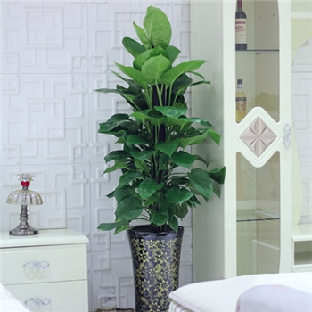 大葉綠蘿&產(chǎn)印尼